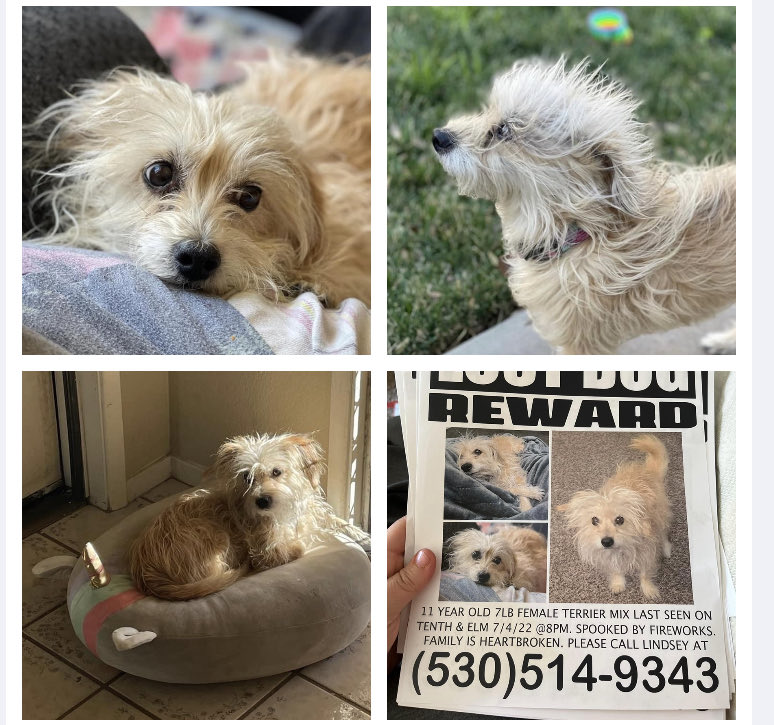 micortazonzz1's tweet photo. Dog took off fireworks scared her. Senior Pet. Beaumont California. Sharing from FB posting for the family. #trending #dog @paws @mutts @woof @tails @bark #Help #missing #trending #pleaseshare #pawboost #cute #ad #USA #instagram #TikTok https://t.co/3HjeZbBfmk