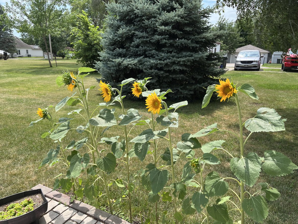 Sunflowers are happy!