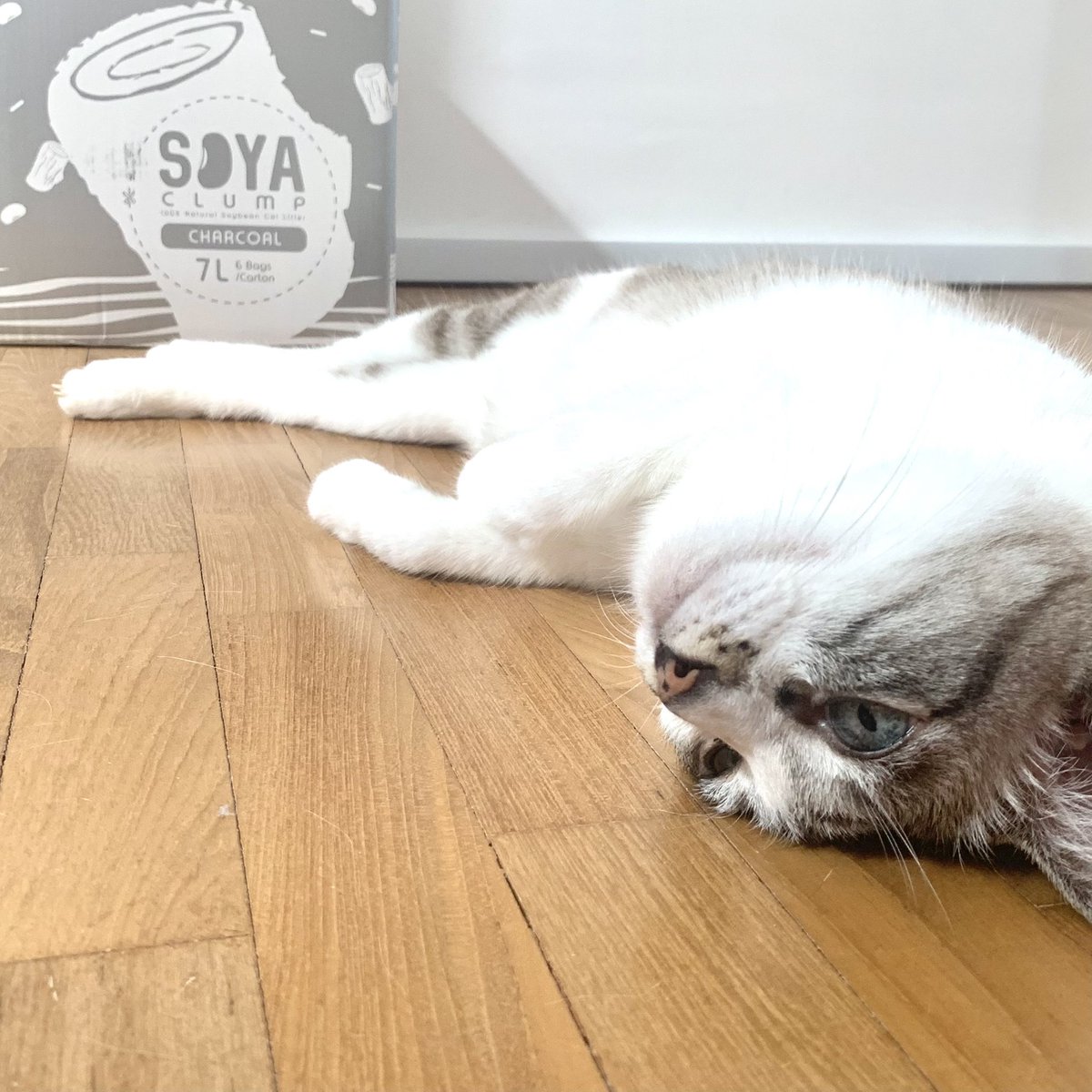 caketheking's tweet photo. Canz i be the brandz ambassadorz of Kit Cat Soy Clump litter? My preferred scent iz “Charcoal” btwz 
#CatsOfTwitter https://t.co/5cywG2KVrv