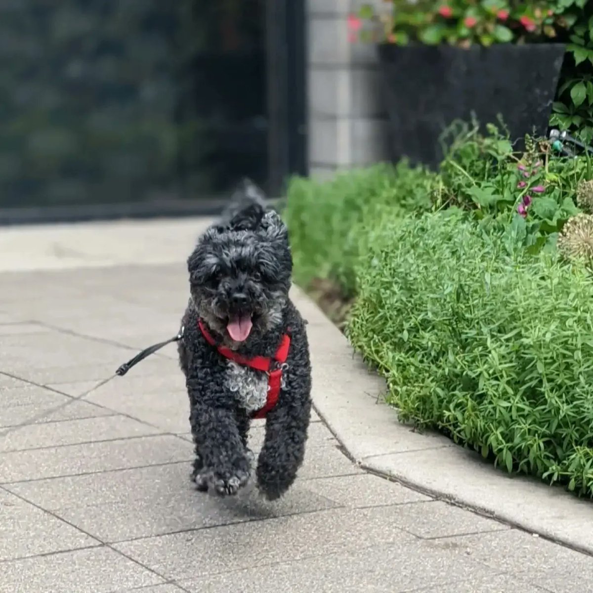 BaileyAndTheLa1's tweet photo. Bella had a great time this afternoon. First lunch with the human at Underground Cafe then a walk at River Landing. A perfect summer day!
-
#dogs #dogsofinstagram #dogsofyxe #saskdogs #poochon #adogslife #adventure #toughlife #woofwoof #shaggymonster #littlelambontheprairie https://t.co/QnyiYlkeCs