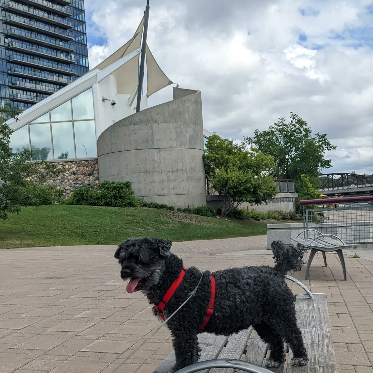 BaileyAndTheLa1's tweet photo. Bella had a great time this afternoon. First lunch with the human at Underground Cafe then a walk at River Landing. A perfect summer day!
-
#dogs #dogsofinstagram #dogsofyxe #saskdogs #poochon #adogslife #adventure #toughlife #woofwoof #shaggymonster #littlelambontheprairie https://t.co/QnyiYlkeCs