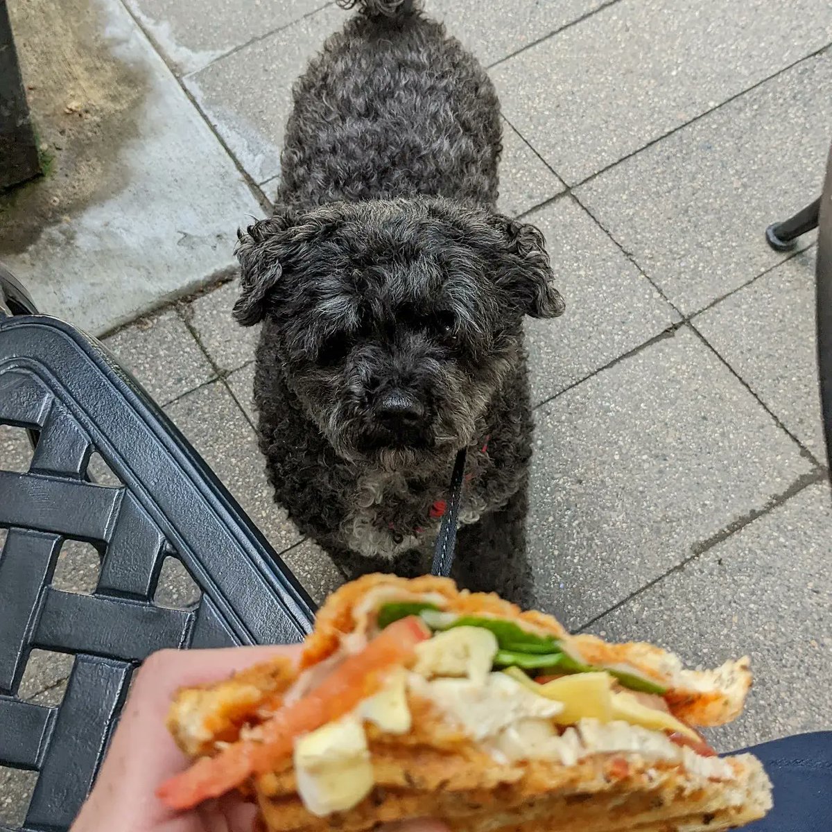 BaileyAndTheLa1's tweet photo. Bella had a great time this afternoon. First lunch with the human at Underground Cafe then a walk at River Landing. A perfect summer day!
-
#dogs #dogsofinstagram #dogsofyxe #saskdogs #poochon #adogslife #adventure #toughlife #woofwoof #shaggymonster #littlelambontheprairie https://t.co/QnyiYlkeCs