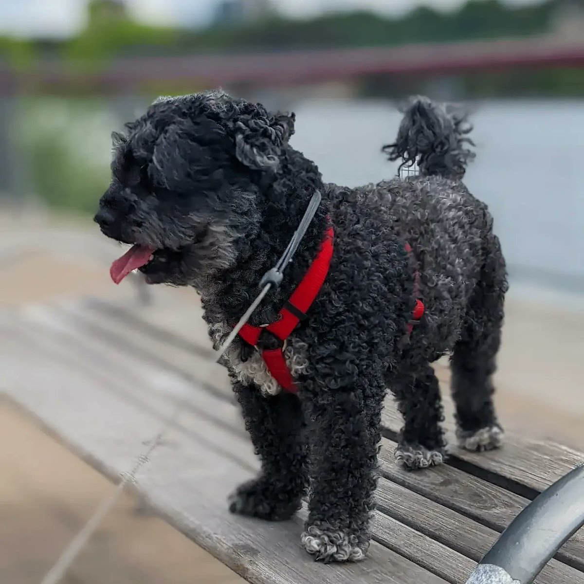 BaileyAndTheLa1's tweet photo. Bella had a great time this afternoon. First lunch with the human at Underground Cafe then a walk at River Landing. A perfect summer day!
-
#dogs #dogsofinstagram #dogsofyxe #saskdogs #poochon #adogslife #adventure #toughlife #woofwoof #shaggymonster #littlelambontheprairie https://t.co/QnyiYlkeCs