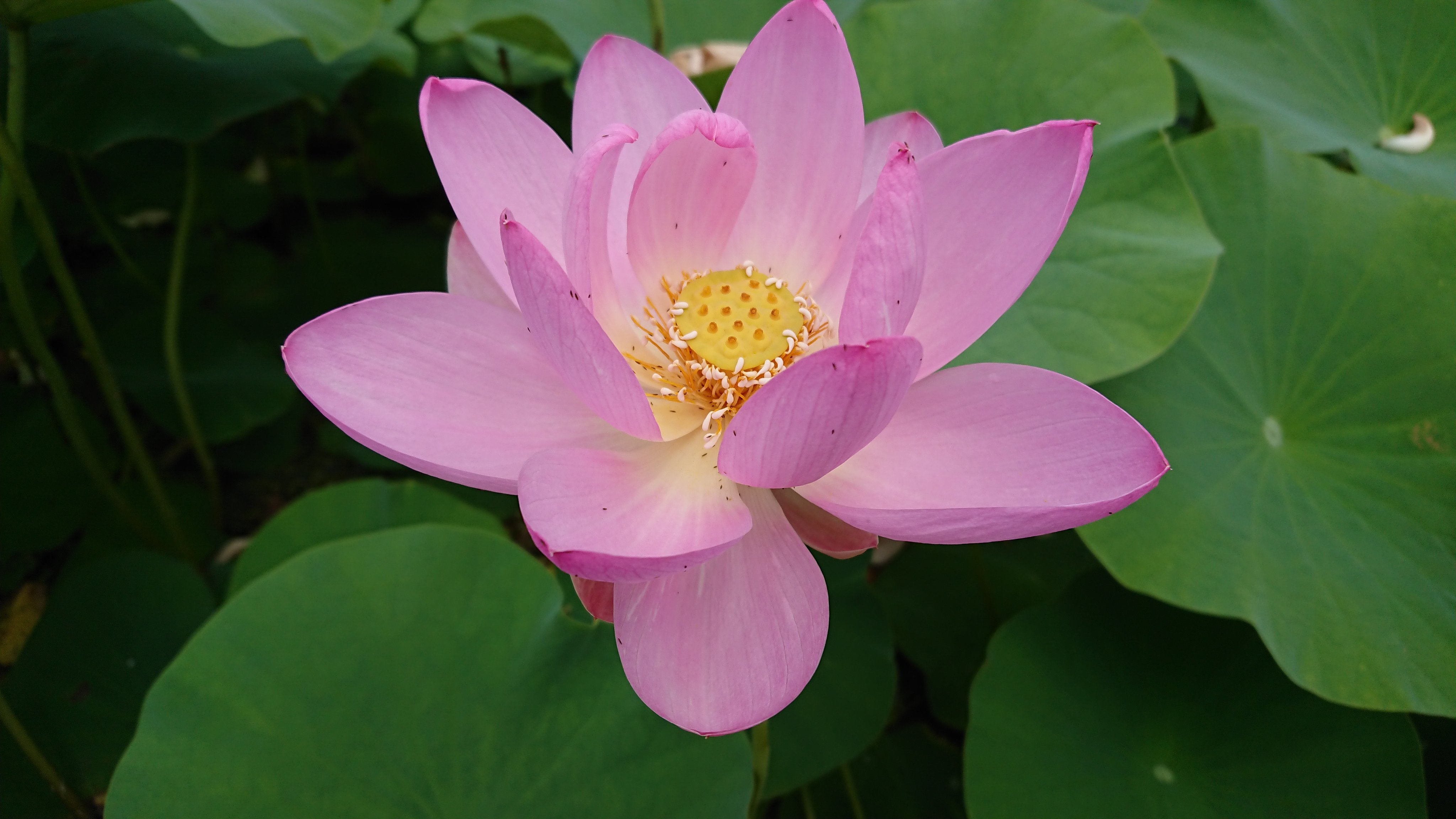 一関ケーブルネットワーク (icn_official) / Twitter