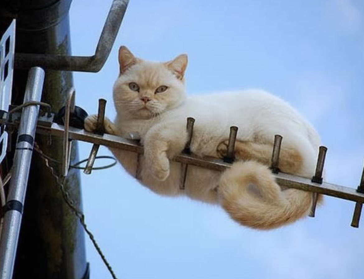 Кот на антенне