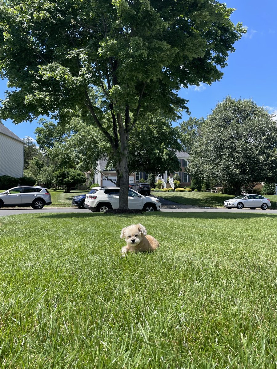 ChiwedeesDaily's tweet photo. Where are my sunglasses when I need them? #seniordog #missingsunglasses https://t.co/o63myiTd0D