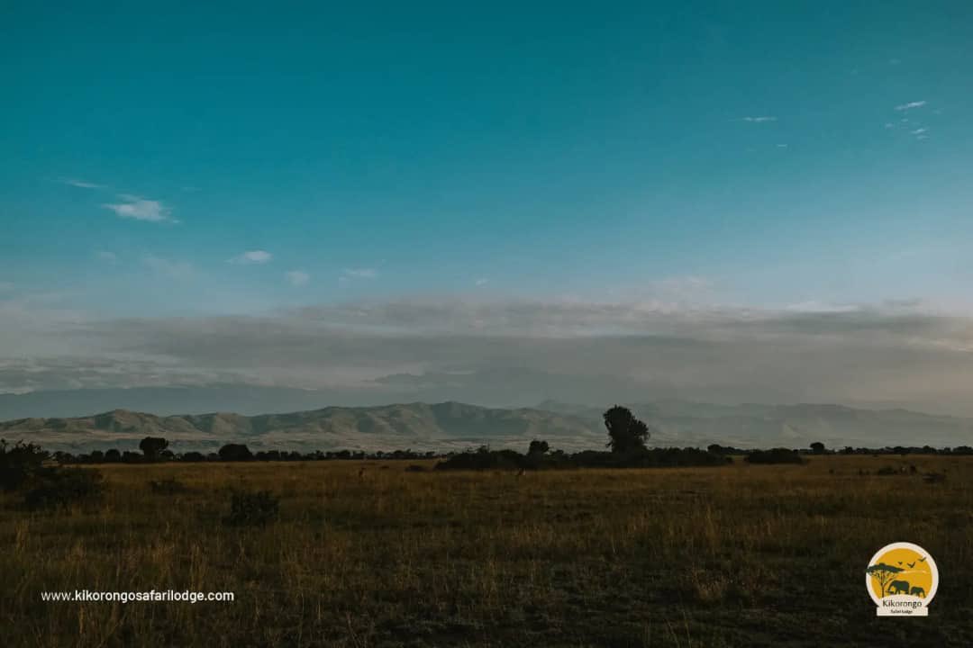 kikorongolodge's tweet photo. At #Kikorongo, you will find all the luxury and comfort, a variety of form &amp; color, a profusion of brilliant bird &amp; beast - in a space that feels just like home. 

You will reconnect with nature in this place of wonder and restoration that will leave you feeling whole again. https://t.co/OqqGsIcHIM