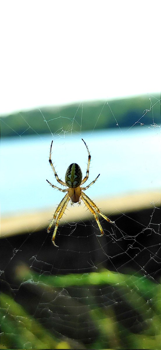animalsworld_tr's tweet photo. #spider #photography #macrophotography https://t.co/73AksMjETp
