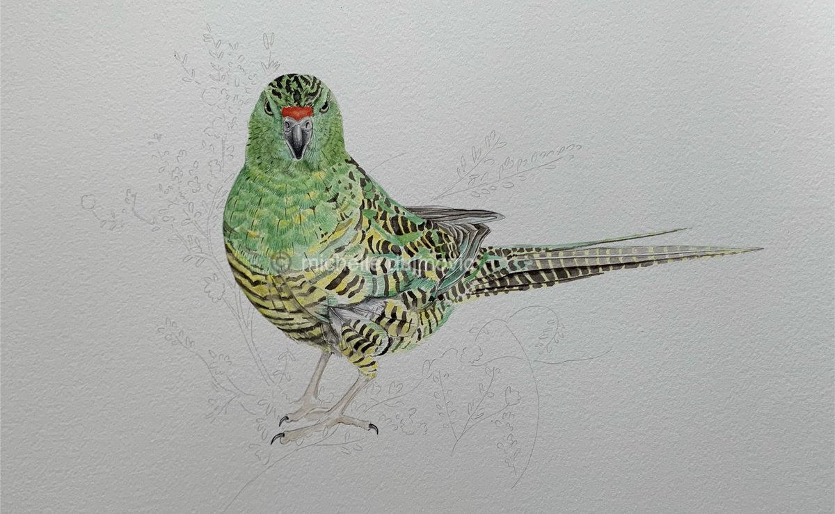 thebirdartistrunner (@michelleduj_) on Twitter photo Current wip! Still a long way to go on my Western Ground Parrot. Critically endangered & very beautiful π
Ref pic by Brent Barrett ππΌ <a href="/FriendsWGP/">Friends of the Western Ground Parrot</a> #birdart Current wip! Still a long way to go on my Western Ground Parrot. Critically endangered & very beautiful π
Ref pic by Brent Barrett ππΌ <a href="/FriendsWGP/">Friends of the Western Ground Parrot</a> #birdart