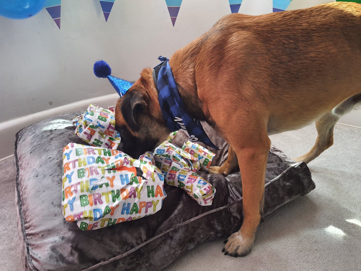 InspKewley's tweet photo. Happy Birthday Bob #dogsoftwitter #birthdayboy https://t.co/NN4z1tE66A