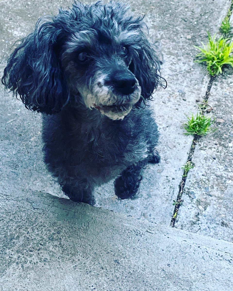 TraceyLea9's tweet photo. This guy turned 15 today 🥰😍😻💖 #poodle #foodboy https://t.co/7l45lDE0vB
