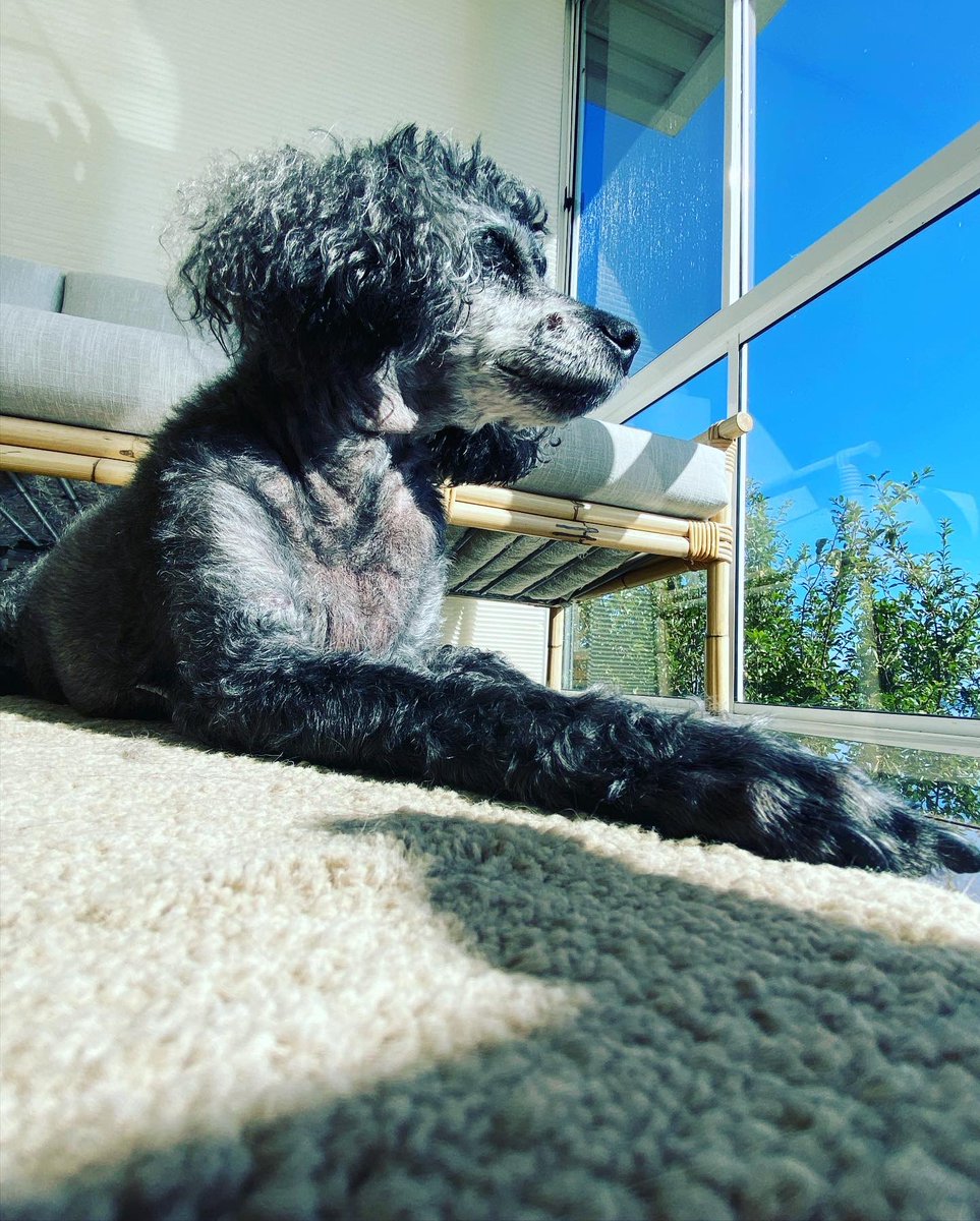 TraceyLea9's tweet photo. This guy turned 15 today 🥰😍😻💖 #poodle #foodboy https://t.co/7l45lDE0vB
