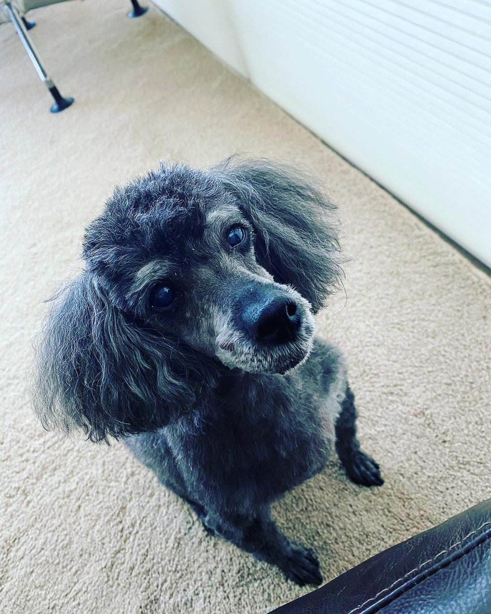 TraceyLea9's tweet photo. This guy turned 15 today 🥰😍😻💖 #poodle #foodboy https://t.co/7l45lDE0vB