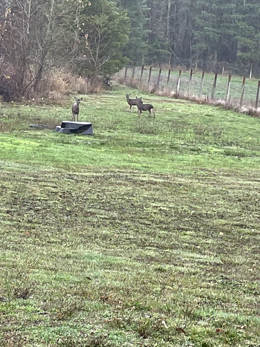 dirwinhawk's tweet image. 