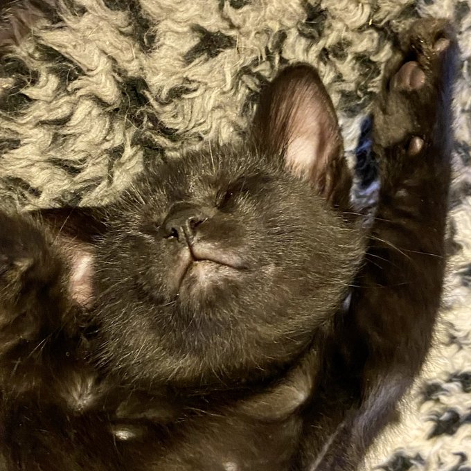 cryptojenny191's tweet photo. #Bonnell is always late for meals, because, well, napping is so important. #kittens #CatsOfTwitter https://t.co/pDMvUtfvED