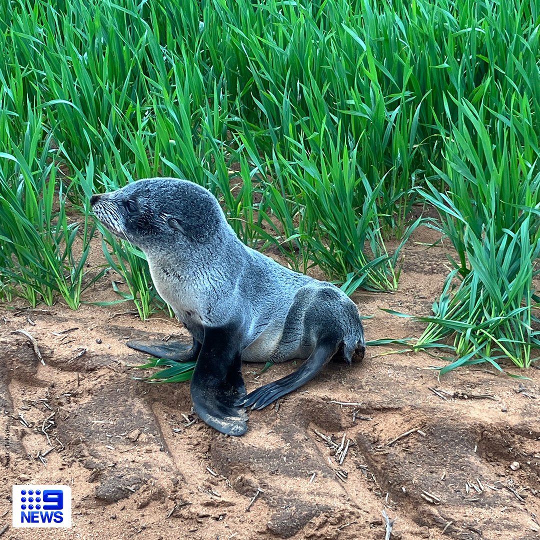 9NewsAdel's tweet photo. ARE YOU FUR REAL: A farmer has been left shocked after stumbling across a baby fur seal in his wheat crop this morning in Cowell.

The adorable pup somehow wandered three kilometres from the ocean to the Eyre Peninsula farm, before being returned to his natural habitat. #9News https://t.co/kZYyjDgFv3