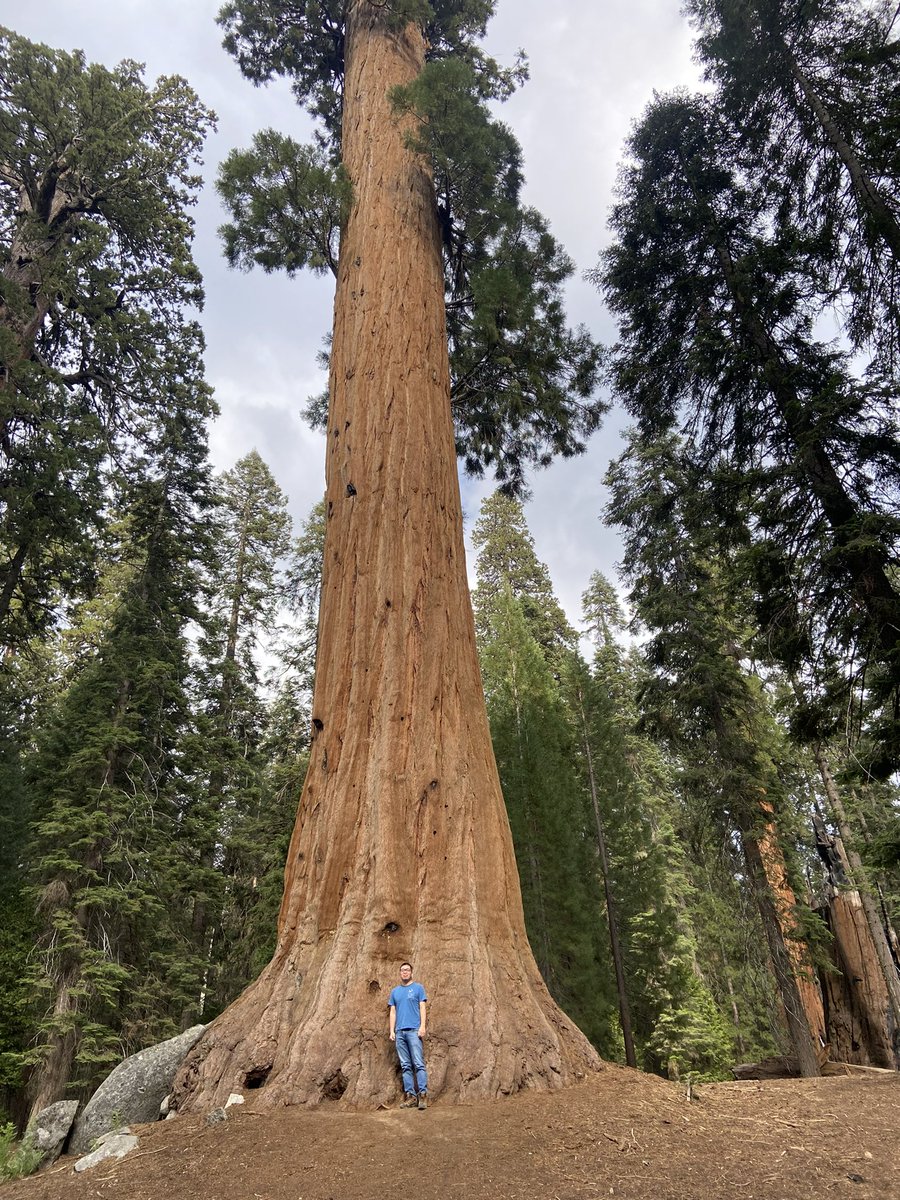 xing_lin_'s tweet photo. giant trees 
#sequioaNP https://t.co/WJH0uCIGxA