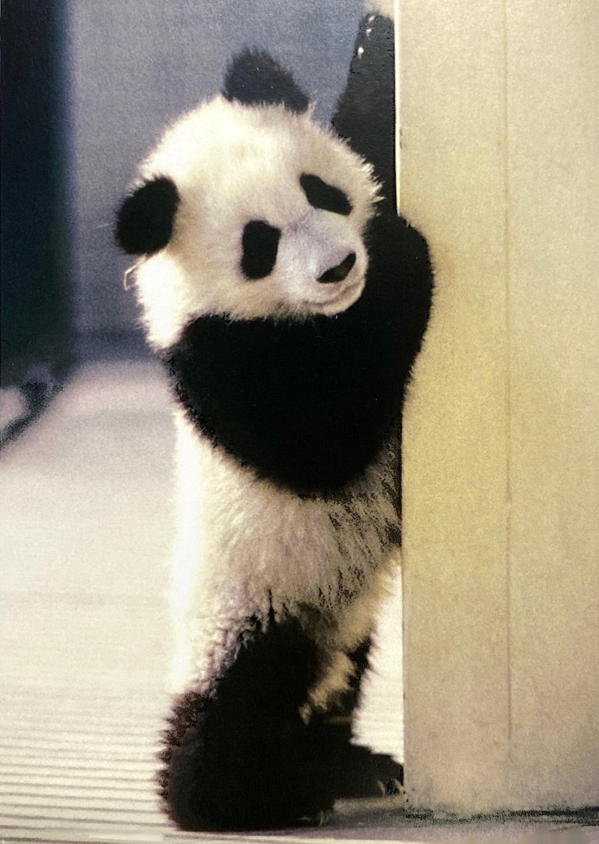 SEDEMA_CDMX's tweet image. Honramos la larga vida de Shuan Shuan, la panda gigante más longeva de México. Vivió 35 años, más del doble de años que en promedio vive su especie en su hábitat natural, que es de 15 de años. Hasta siempre Shuan Shuan 🐼❤️  bit.ly/3PaOhvG