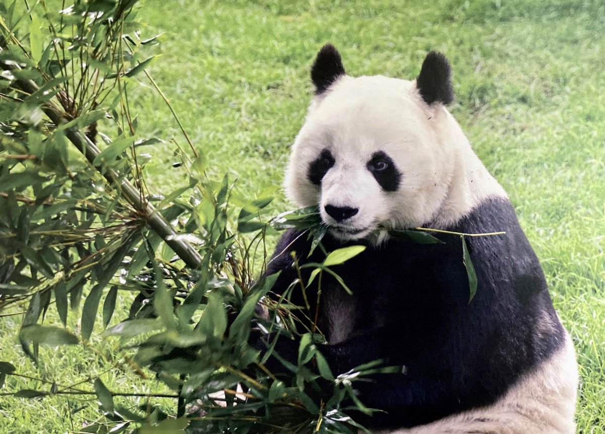 SEDEMA_CDMX's tweet image. Honramos la larga vida de Shuan Shuan, la panda gigante más longeva de México. Vivió 35 años, más del doble de años que en promedio vive su especie en su hábitat natural, que es de 15 de años. Hasta siempre Shuan Shuan 🐼❤️  bit.ly/3PaOhvG
