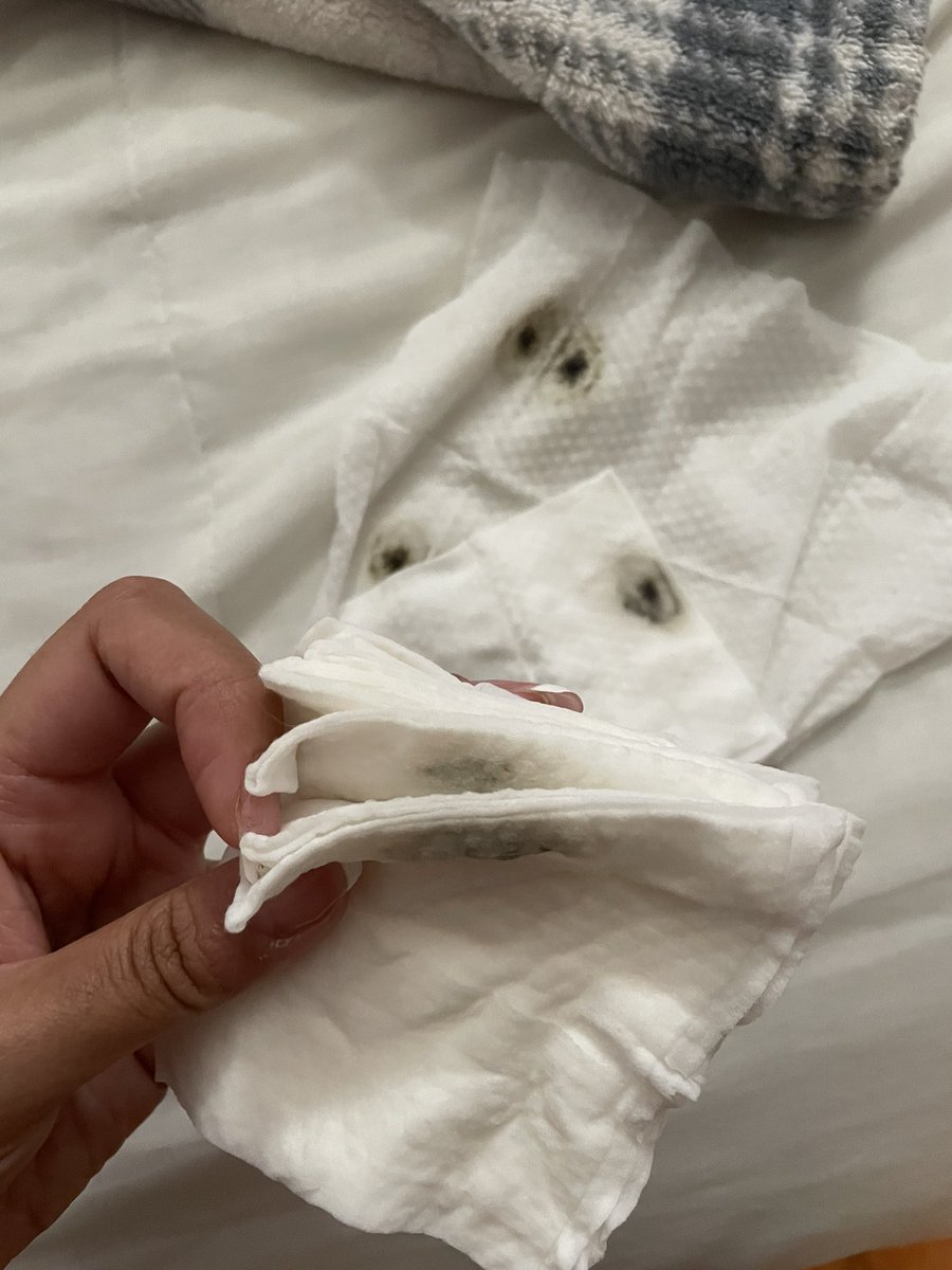 d 🌙✨ tweet media