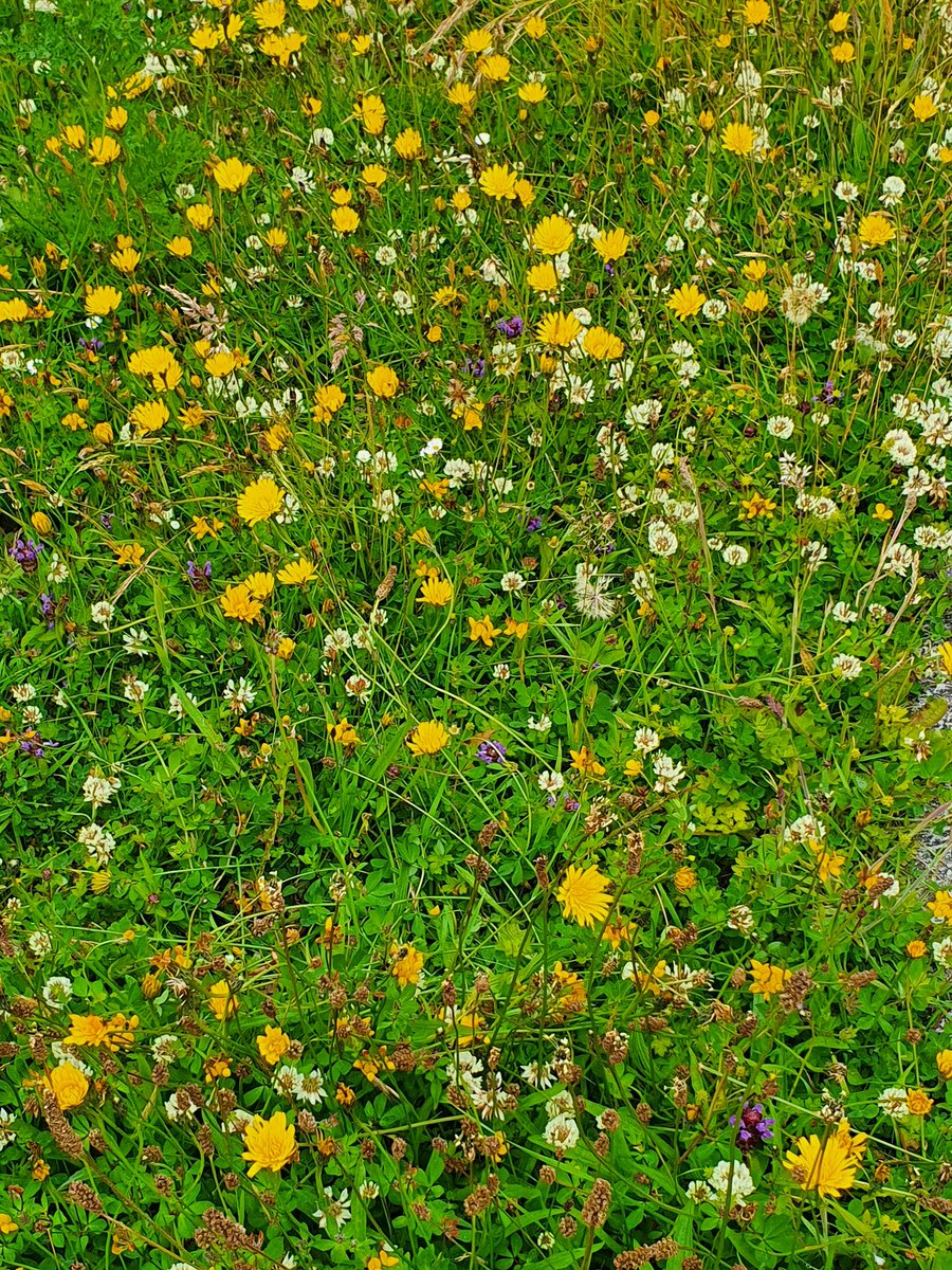 IrishRainforest's tweet photo. One of these is a genuine wildflower meadow, which came naturally. It's a rich mini-ecosystem.

The other is from a packet of 'wildflower mix'. It fits somewhere between the real thing and a plastic display.

Nature needs far more of the first, but none of the second. https://t.co/dquLu6mImB