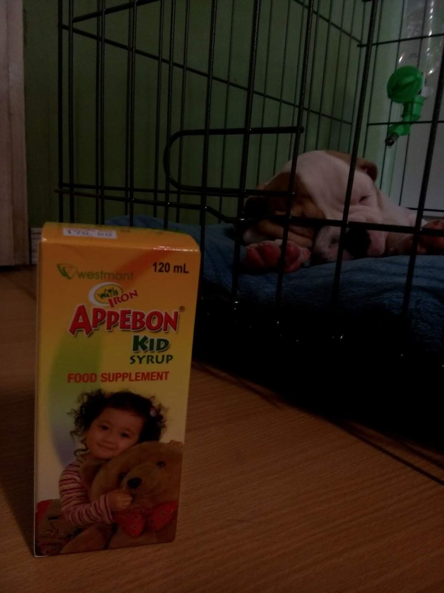 LasagnaPig's tweet photo. There are many people in this world who care about you, you just need to find them. #Appebon #AppebonKid #Eblp #englishbulldog #Furparent https://t.co/QbP8ukq3zl
