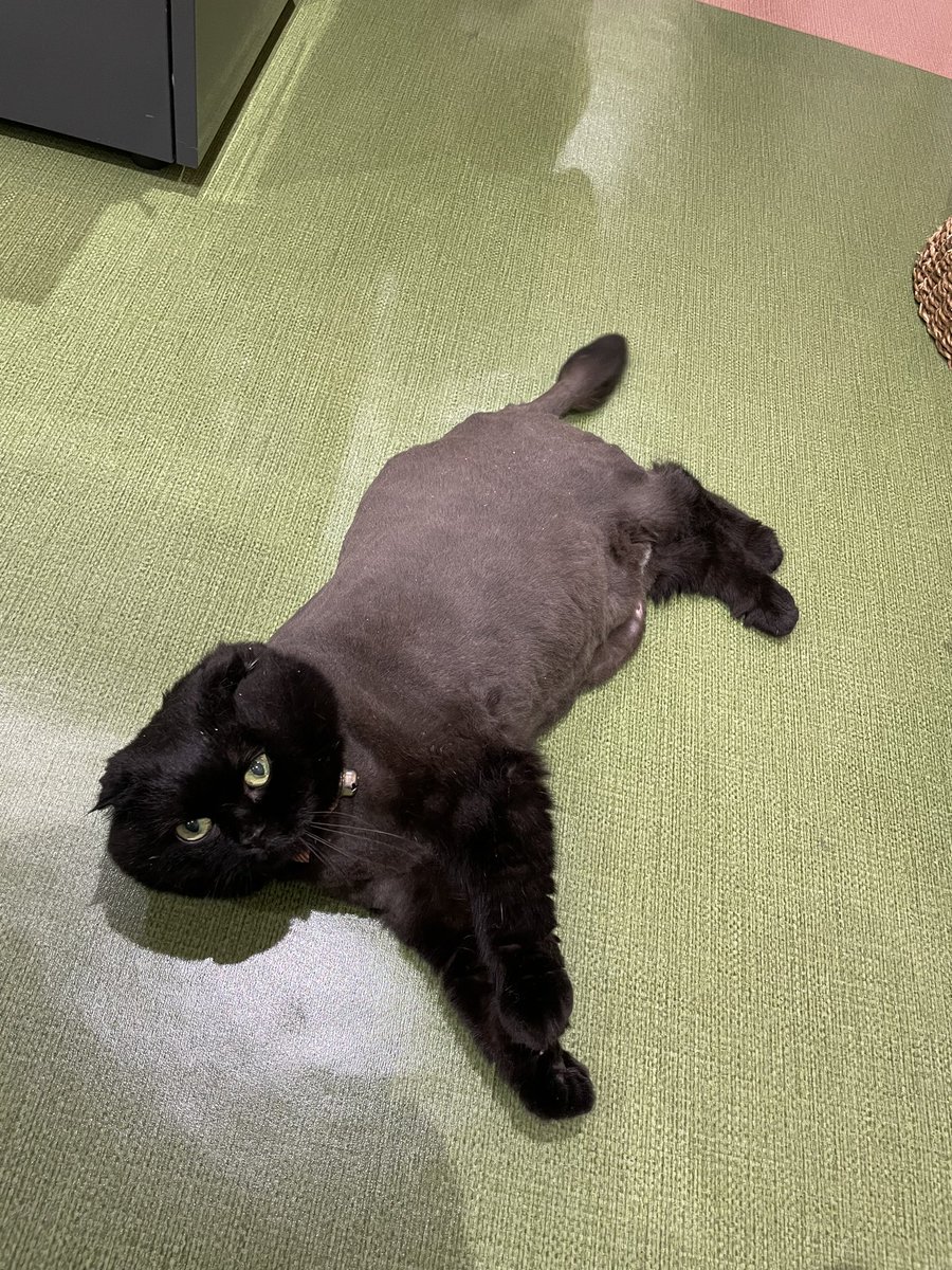 Zakka_ZiRo's tweet photo. じろうとくうこ  夏仕様🌊🌴🌞🌻🍉

 #山口県  #下関市  #山口Twitter会  #猫雑貨  #猫店長  #じろう  #デブ猫  #スコティッシュ  #剃られました  #くうこは別の猫種に見える  #猫  #猫好き  #猫のいる暮らし https://t.co/vAcRSIhpvz