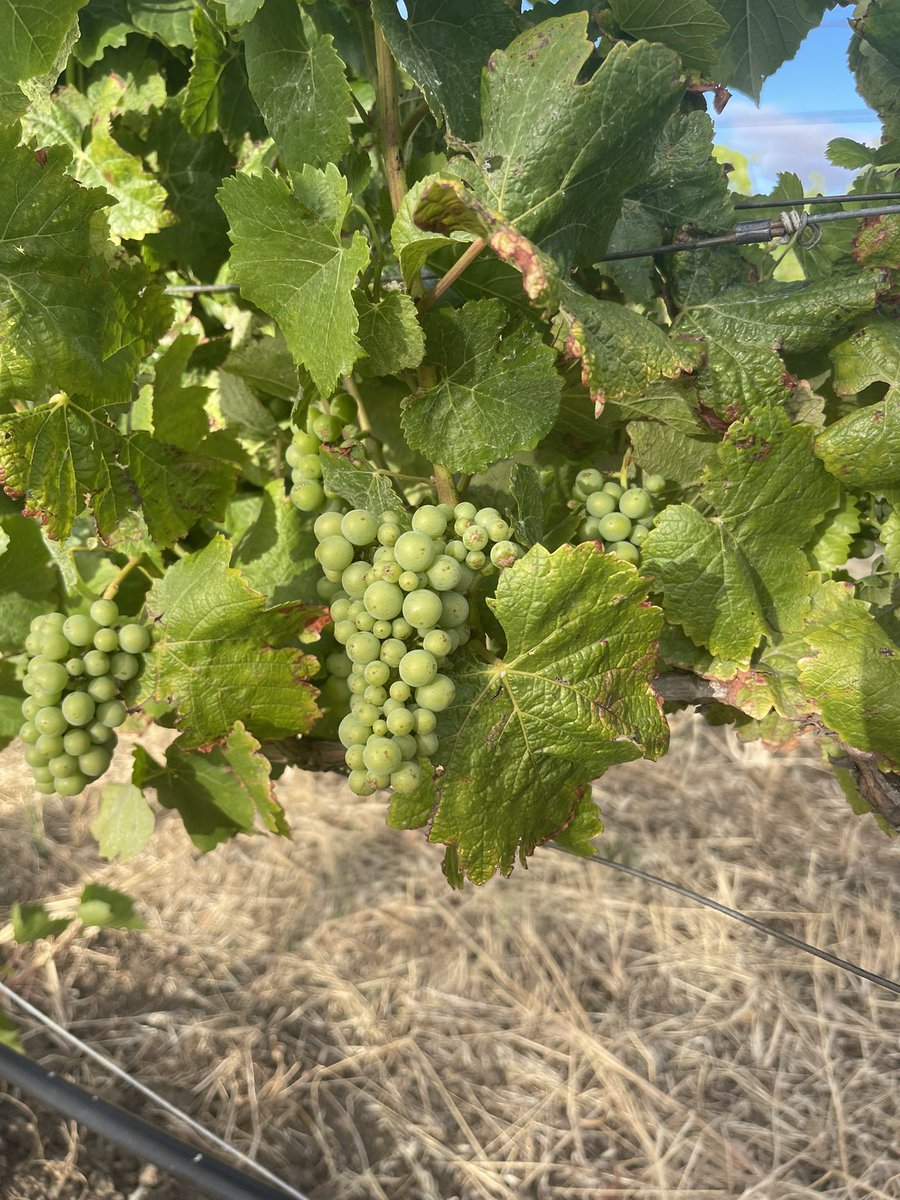 No veraison in the vineyard just yet. If you want to find out what happens at veraison and how what it means, join us for a conversation “in the vineyard”. July 26th. For more : kellerestate.com/Wine/Virtual-T…