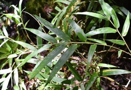 Phytotaxa's tweet photo. A new informal group in Chusquea subg. Swallenochloa (#Poaceae: #Bambusoideae: #Bambuseae) and emended descriptions for the Mexican endemics C. enigmatica and C. septentrionalis
#Taxonomy
https://t.co/AtCA3l6VqJ https://t.co/gnNjPjiIgg