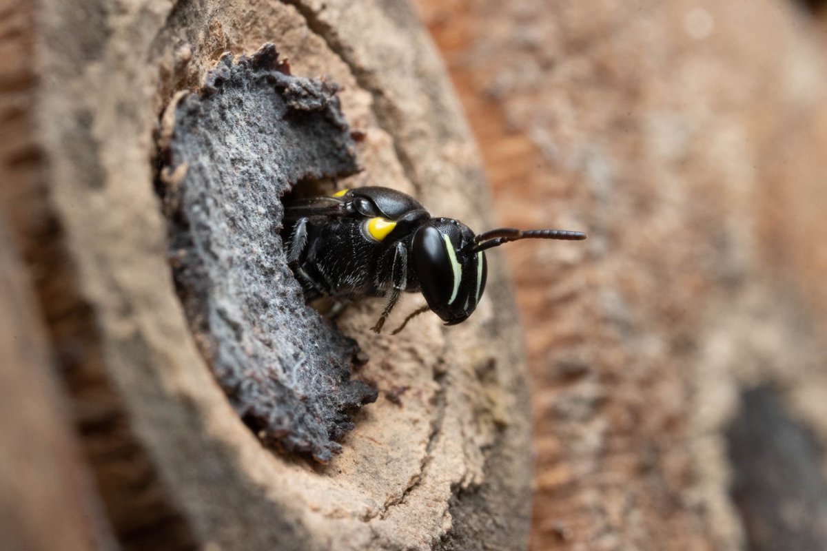 Brian Cutting tweet media