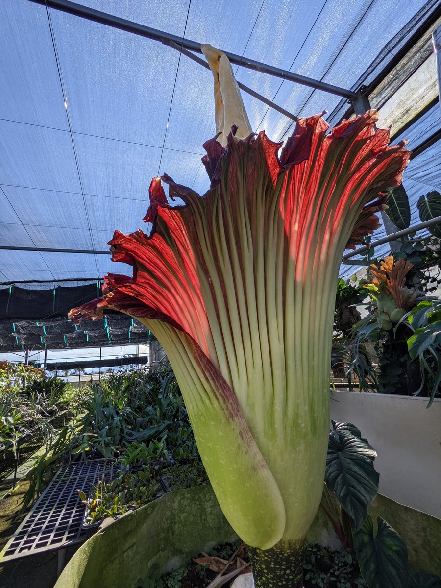 PaphioChien's tweet photo. Amorphophallus titanum
That's huge and stinky!
#Amorphophallus #rain_forest #plants https://t.co/I8Xb3VidXM