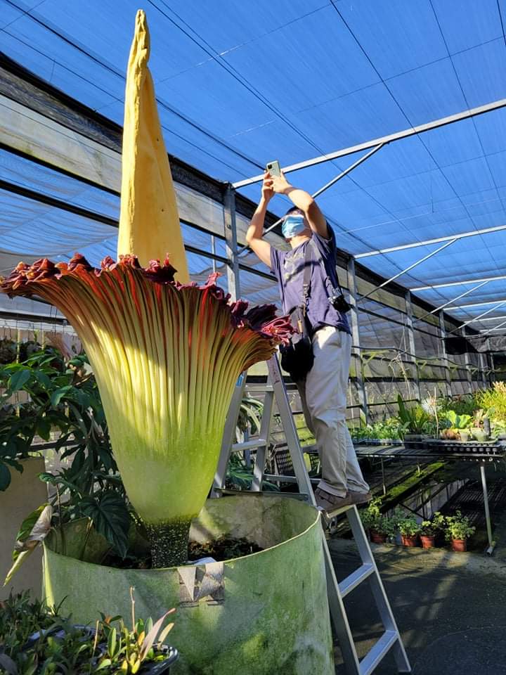 PaphioChien's tweet photo. Amorphophallus titanum
That's huge and stinky!
#Amorphophallus #rain_forest #plants https://t.co/I8Xb3VidXM