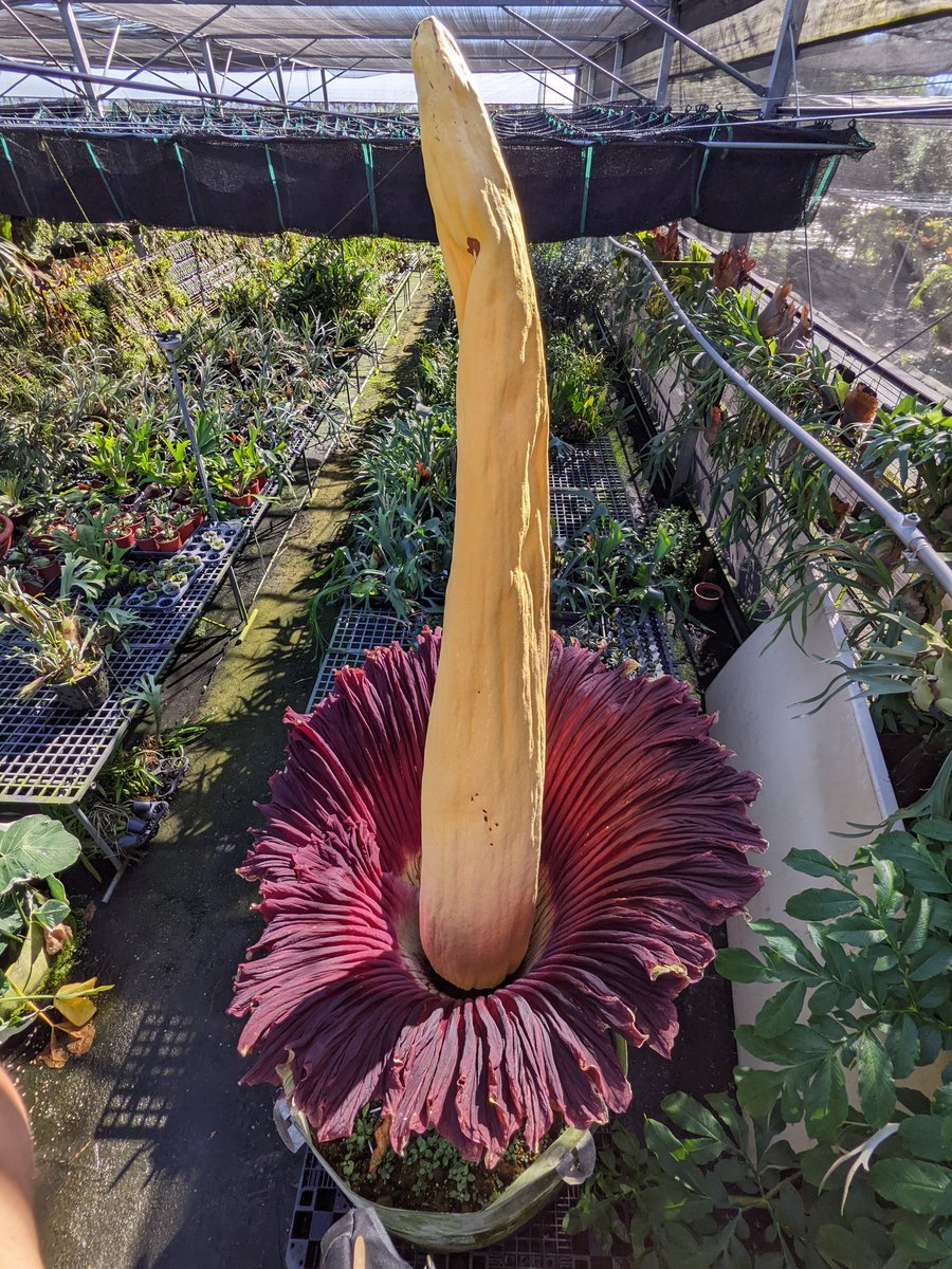 PaphioChien's tweet photo. Amorphophallus titanum
That's huge and stinky!
#Amorphophallus #rain_forest #plants https://t.co/I8Xb3VidXM