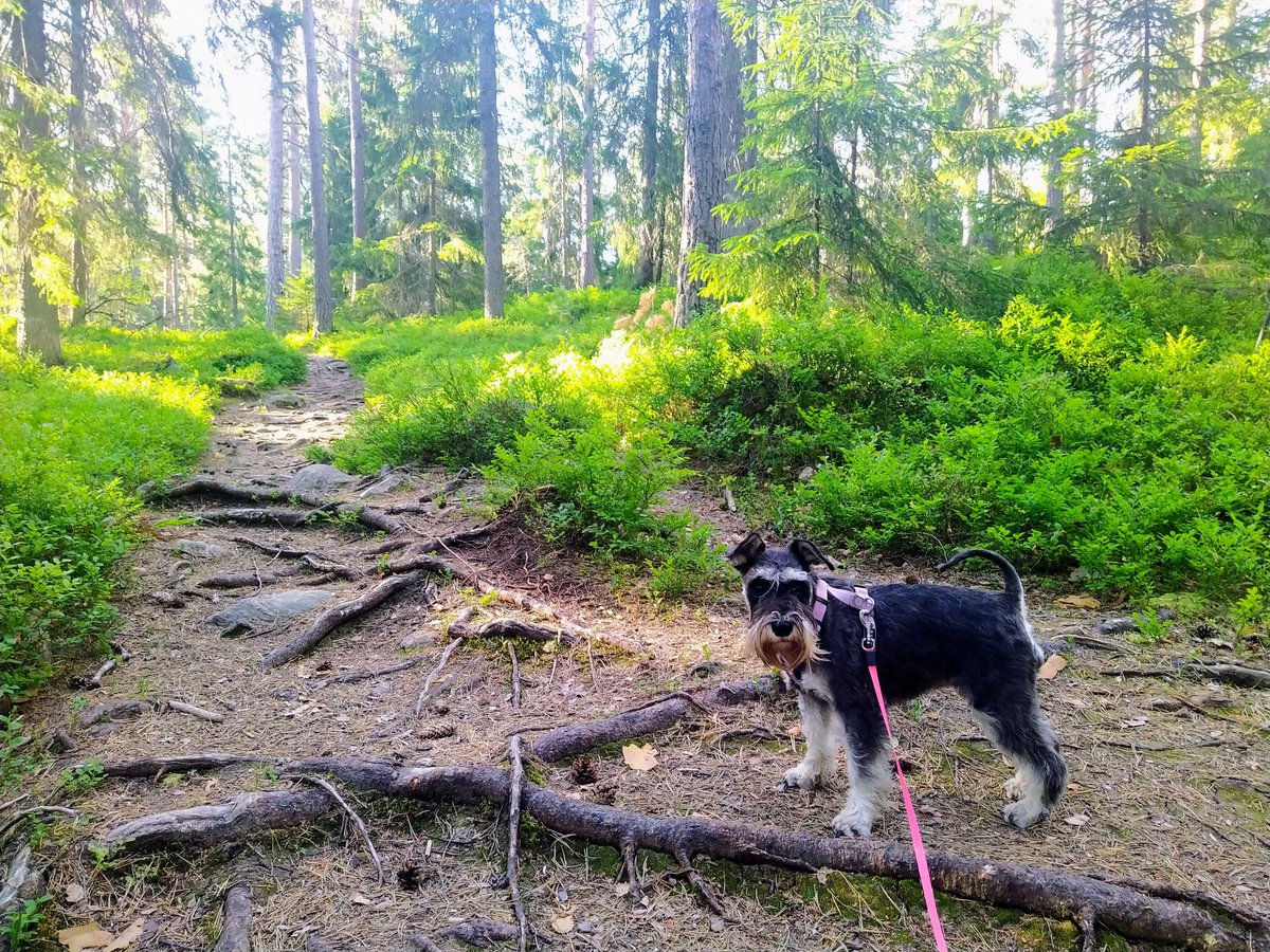 kalske's tweet photo. Started the day with a 7 km fresh morning walk with Emmi in a pine forest. 💚🤎💛🌲🐾🌞🇫🇮
#Emminseikkailut #Kasavuori #metsä #SchnauzerGang #Schnauzer #minischnauzer #kääpiösnautseri #käppänä #snautseri #dogsoftwitter #dogsoftelecom https://t.co/BCaQUonu7W
