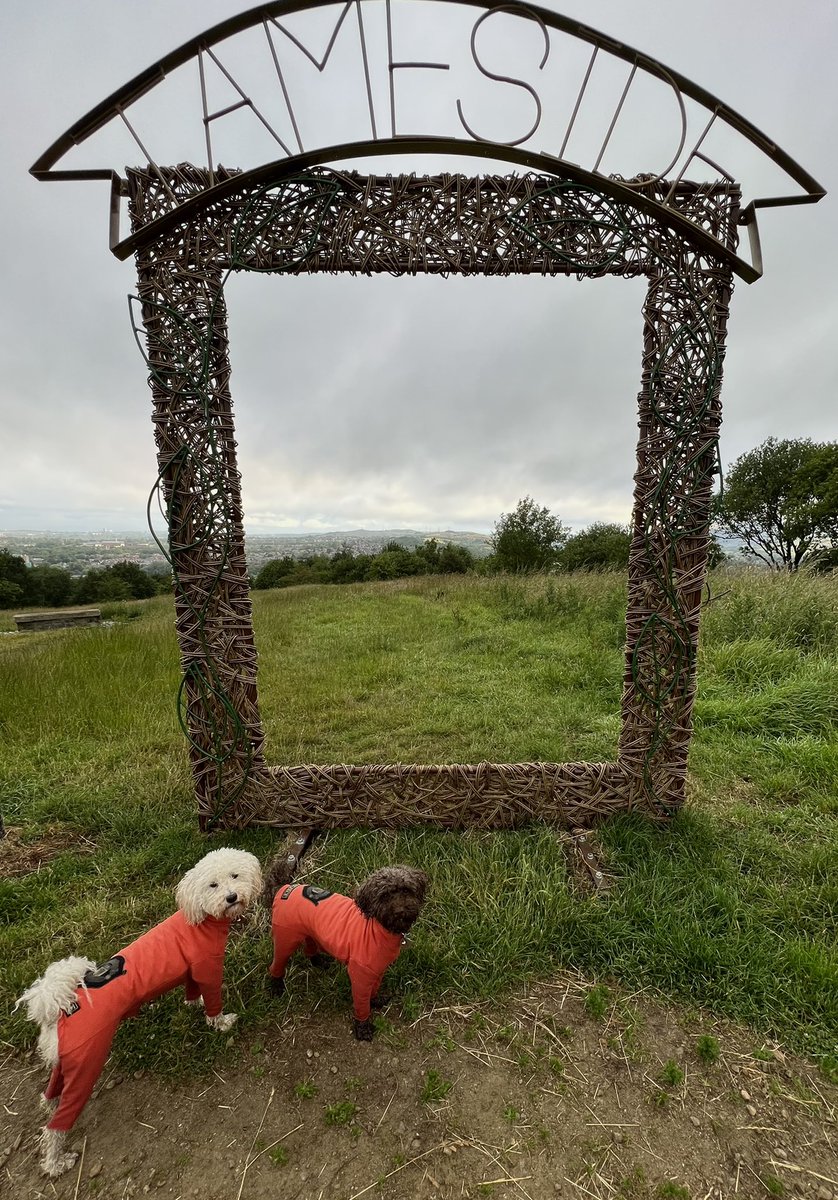 nettyastley's tweet photo. No deer this morning just 2 mentalists and a hedgehog that needs a bath ๐๐พ๏ฟผ #GorseHall https://t.co/Pcw8xb7KRL