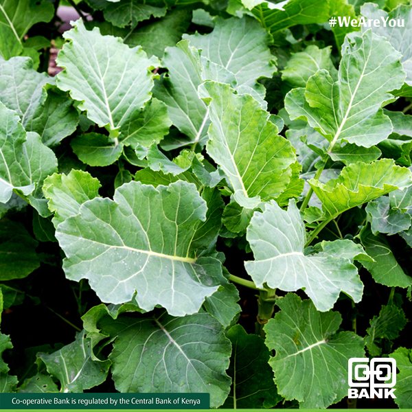 Coopbankenya's tweet photo. Ukiuliza Admin, โHow are you doing?โ
Admin: Nina-sukuma tu๐๐ฝ๐ https://t.co/zbPTqWa9Hf