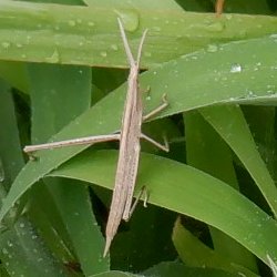 都立篠崎公園 サービスセンター前の花壇に水をまいていたらショウリョウバッタを見つけました 茶色の方も ショウリョウバッタでしょうか 篠崎公園 ショウリョウバッタ T Co D3jgtoab08 Twitter