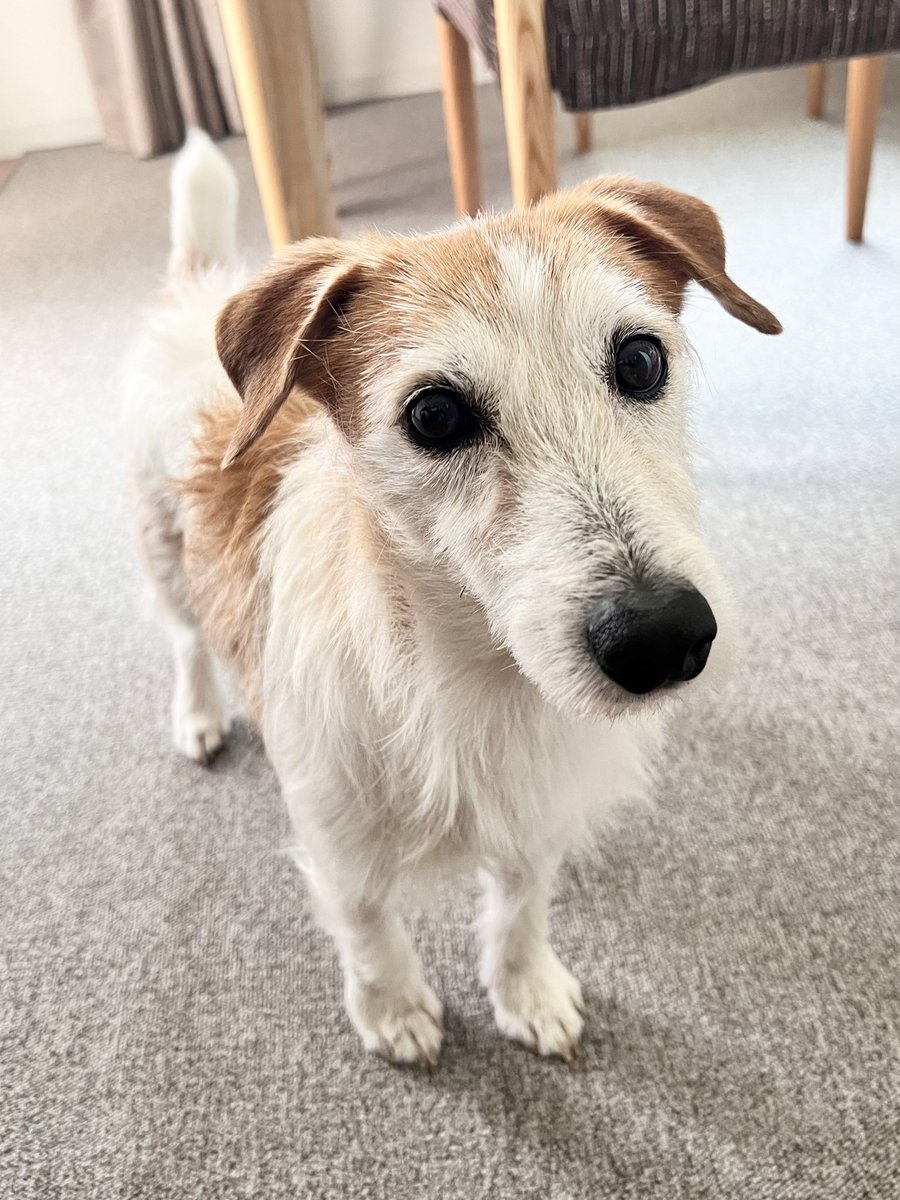 わざと選んだ大型犬okのマンションで 完全に狙い通り になった話 天才的発想に その手があったか Togetter わざと選んだ大型犬okのマンションで 完全に狙い通り になった話 天才的発想に その手があったか Togetter