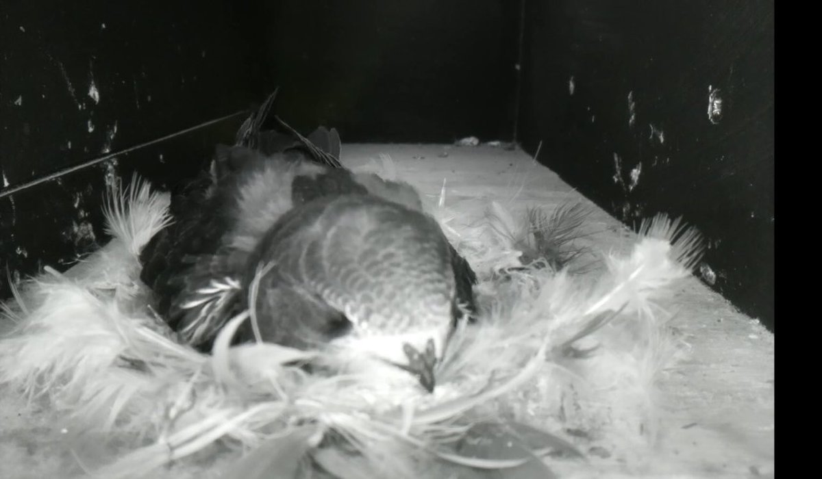 It’s #SwiftAwarenessWeek 

Take a live peek in our nest box

x.com/wandsworthpark…