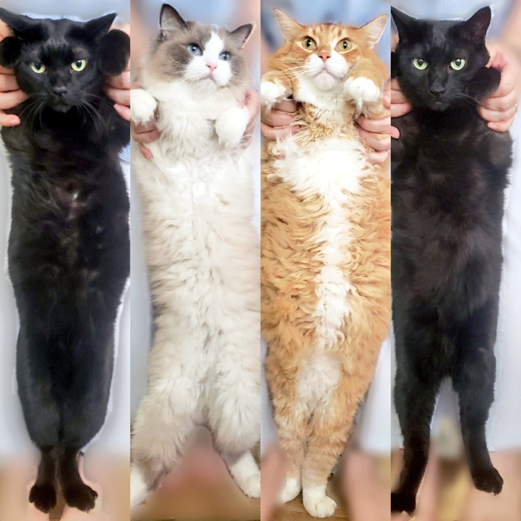 さくら 4匹の猫を持ち上げるなどした T Co Zqjzesairq Twitter さくら 4匹の猫を持ち上げるなどした T Co Zqjzesairq Twitter
