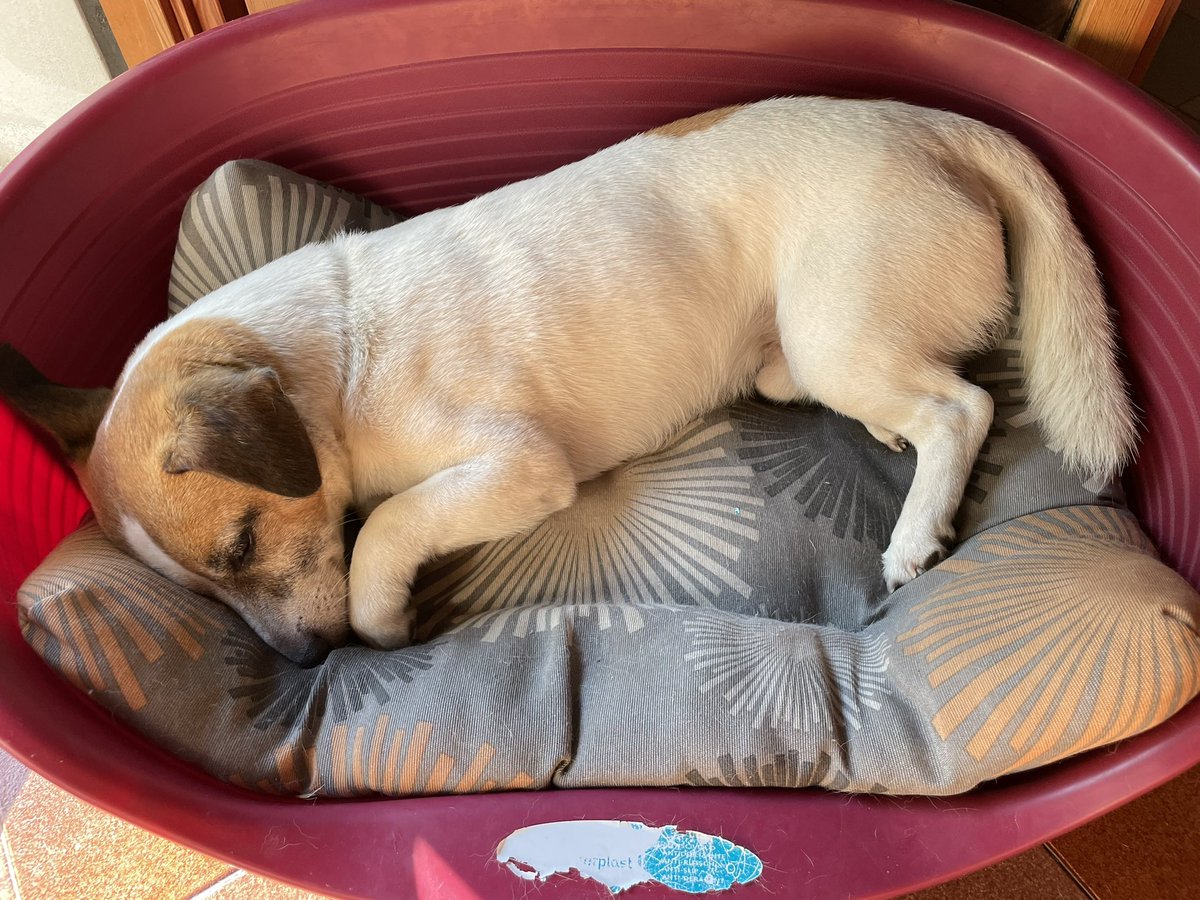 MiloJackRussell's tweet photo. Oggi di alzarmi non ci penso proprio 😴 https://t.co/WLcdCrjuvG