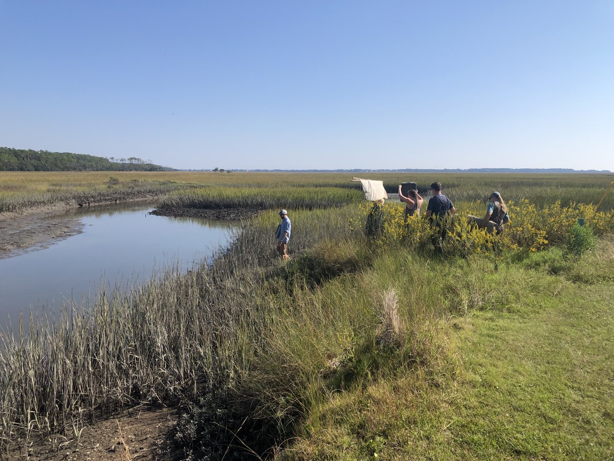 AugCSM's tweet image. #ThrowBackThursday
Dr. Reichmuth's Marine Biology class went on a field trip to the Belle Baruch Marine Field Station in Georgetown, SC in fall 2021. They seined high marsh ponds and a tidal creek. Learn more about our ecology program: biology@augusta.edu