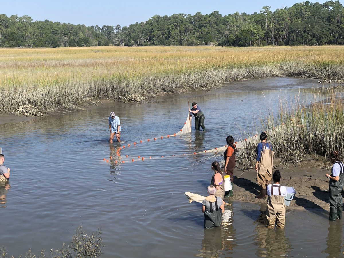AugCSM's tweet image. #ThrowBackThursday
Dr. Reichmuth's Marine Biology class went on a field trip to the Belle Baruch Marine Field Station in Georgetown, SC in fall 2021. They seined high marsh ponds and a tidal creek. Learn more about our ecology program: biology@augusta.edu