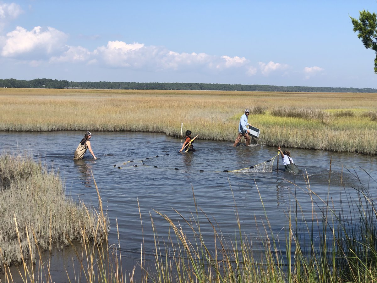 AugCSM's tweet image. #ThrowBackThursday
Dr. Reichmuth's Marine Biology class went on a field trip to the Belle Baruch Marine Field Station in Georgetown, SC in fall 2021. They seined high marsh ponds and a tidal creek. Learn more about our ecology program: biology@augusta.edu