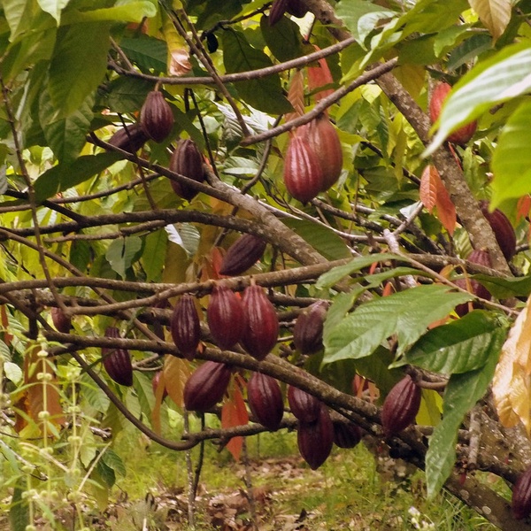 TreesNewYork's tweet image. WHO SAID chocolate doesn’t grow on #trees? Let’s hear it for the #CacaoTree! Before finding its way to a smile on your lips, raw #chocolate starts as #cacaobeans harvested from pods that grow on the #CacaoTrees in South and Central America and Africa. Happy #WorldChocolateDay!