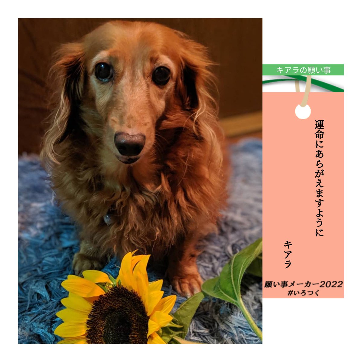 yoshi7118's tweet photo. 我が娘は🐶犬生に満足してないようだ😅 https://t.co/iJMIE22hkv