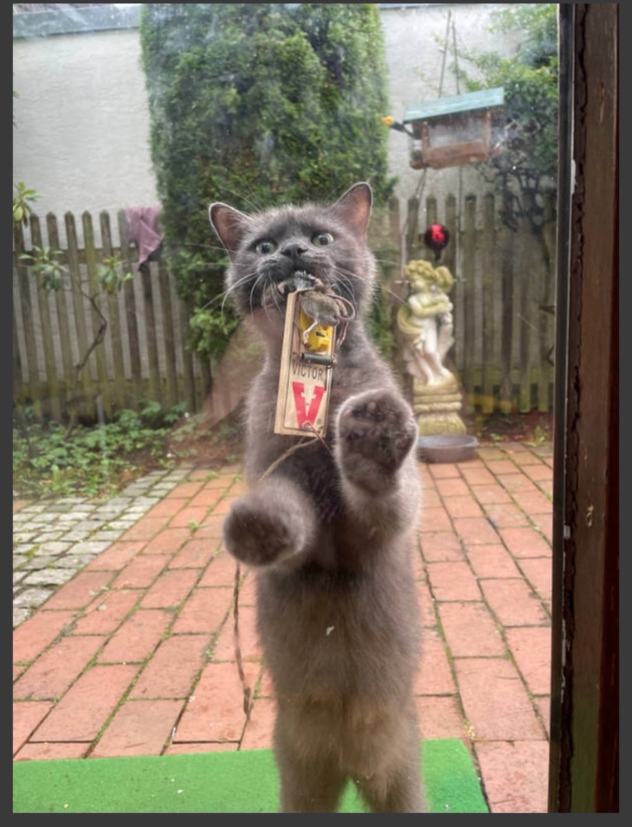 rebelgirldream1's tweet photo. Netzfund des Tages 🤣
Mäusefang for runaways 😁
#CatsOfTwitter #Smartashell https://t.co/ZZes7107Ww