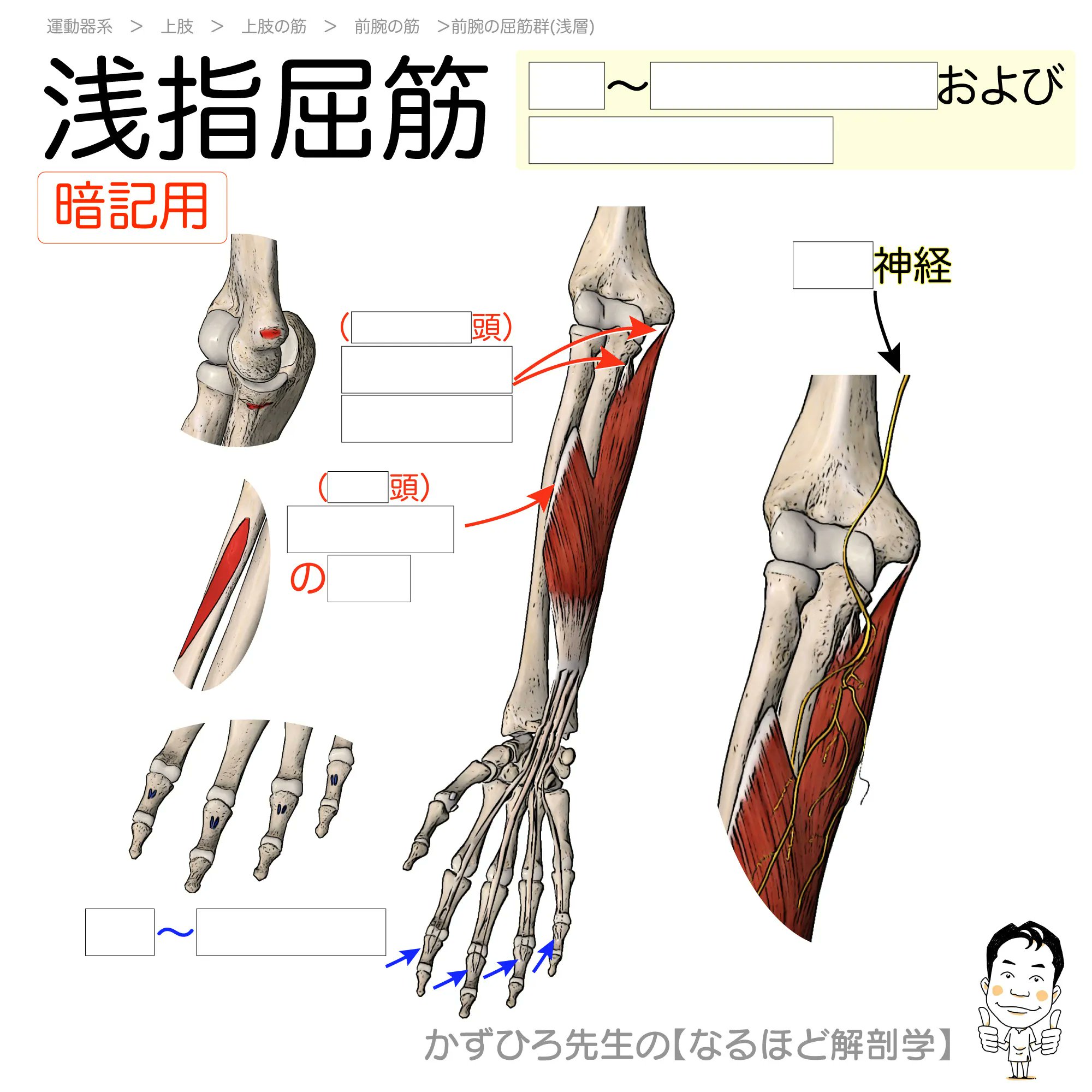 メジカルビュー社｜画像解剖 徹頭徹尾
