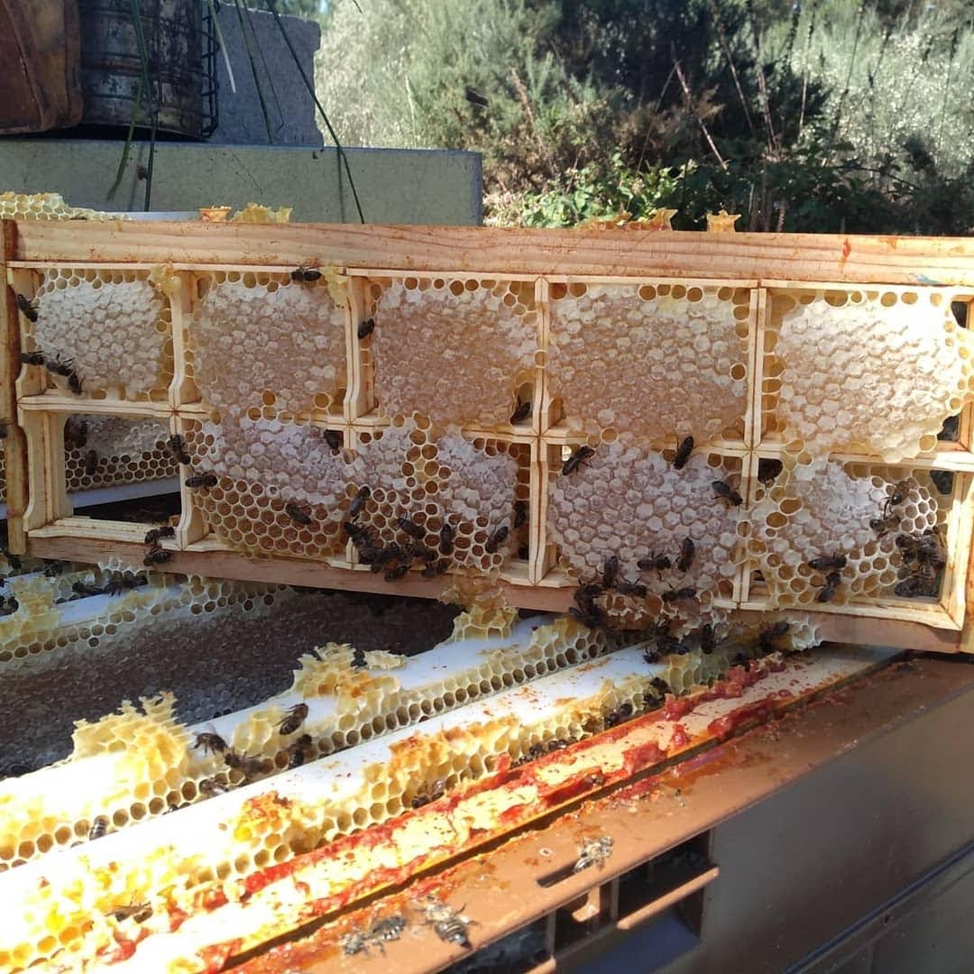 guerrilla1972's tweet image. Lo que más me gusta, intento hacerlo yo mismo.
En este caso, el trabajo lo hacen ellas, mis 🐝🐝🐝, y yo sólo recolecto 🍯🍯 que ellas me dan como agradeciendo que les proporcione su techo, su cubierto y cuidados diversos.
#loveBees #BeesAtWork