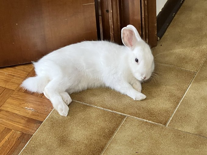 Smol potato. Minnie loves to sleep between doors for some reason. https://t.co/cOhwo6dCw5